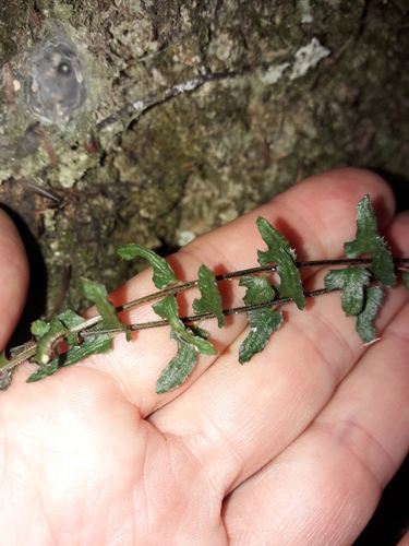 Image of Blechnum molle by (c) naturewatchwidow, some rights reserved (CC BY)