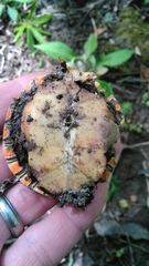 Chrysemys dorsalis