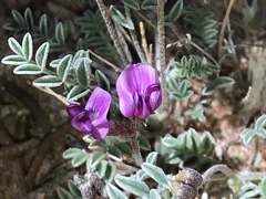 Astragalus desperatus