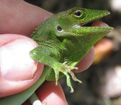 Anolis garmani