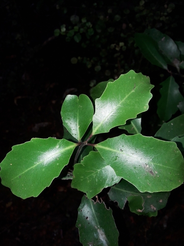 Image of Alseuosmia quercifolia by (c) naturewatchwidow, some rights reserved (CC BY)