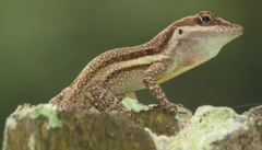 Anolis opalinus