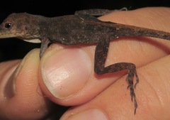 Anolis opalinus