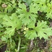 Arctic Sweet Coltsfoot - Photo (c) Peter Zika, some rights reserved (CC BY-NC), uploaded by Peter Zika