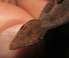 Anolis opalinus