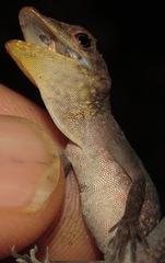 Anolis opalinus