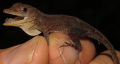 Anolis opalinus