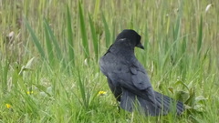 Corvus monedula