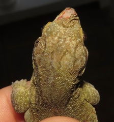 Aristelliger praesignis