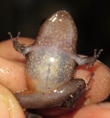 Eleutherodactylus gossei