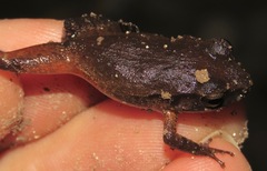 Eleutherodactylus gossei