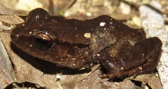 Eleutherodactylus gossei
