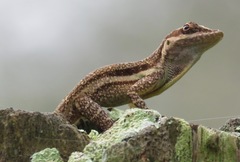 Anolis opalinus