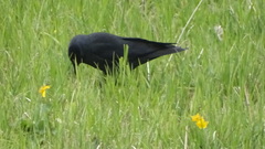 Corvus monedula