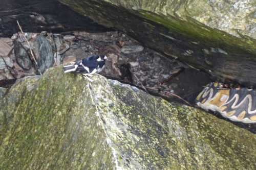 Little Forktail (Enicurus scouleri), photo 10