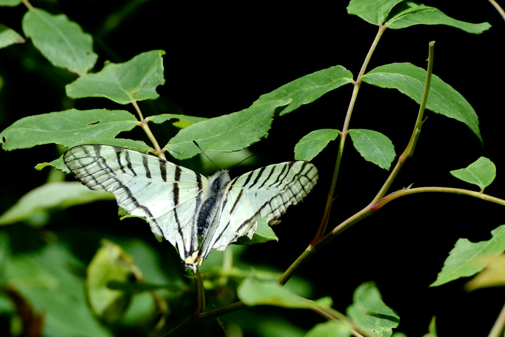 Graphium tamerlanus