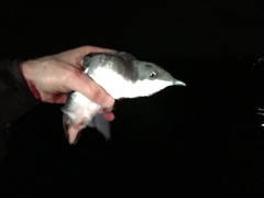 Synthliboramphus scrippsi