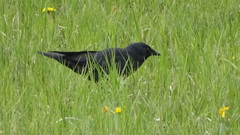 Corvus monedula