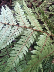Cyathea colensoi