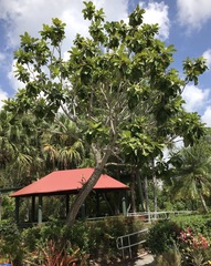 Deplanchea tetraphylla