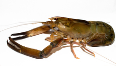Macrobrachium carcinus