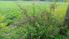 Ribes sanguineum