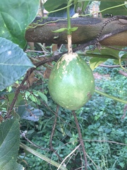 Passiflora alata