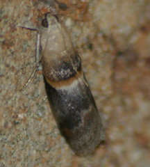 Acrobasis demotella
