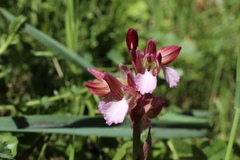 Anacamptis papilionacea papilionacea