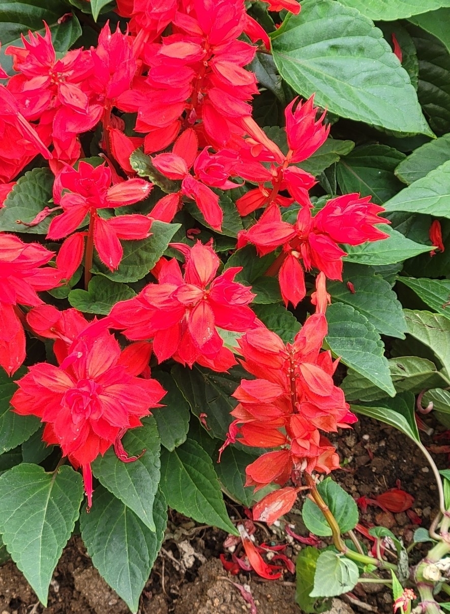 Imagem de Salvia vermelha