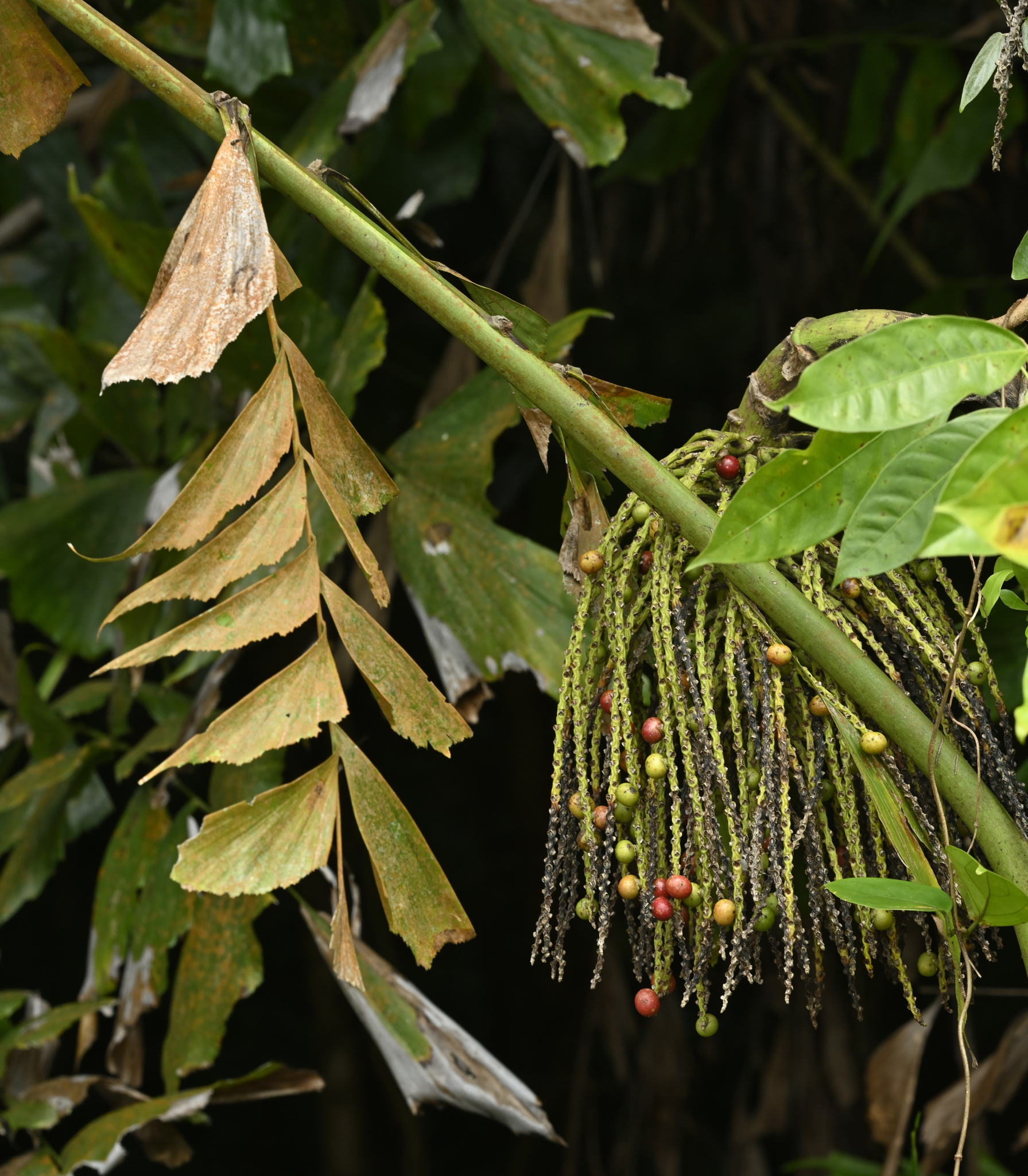 Imagem de Palmeira-rabo-de-peixe