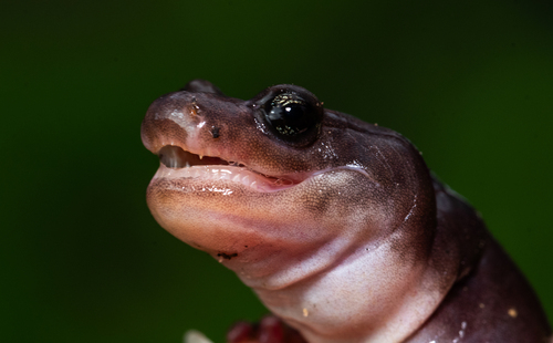 Arboreal Salamander, California, US, photo 10 of 10