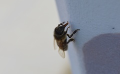 Apis mellifera