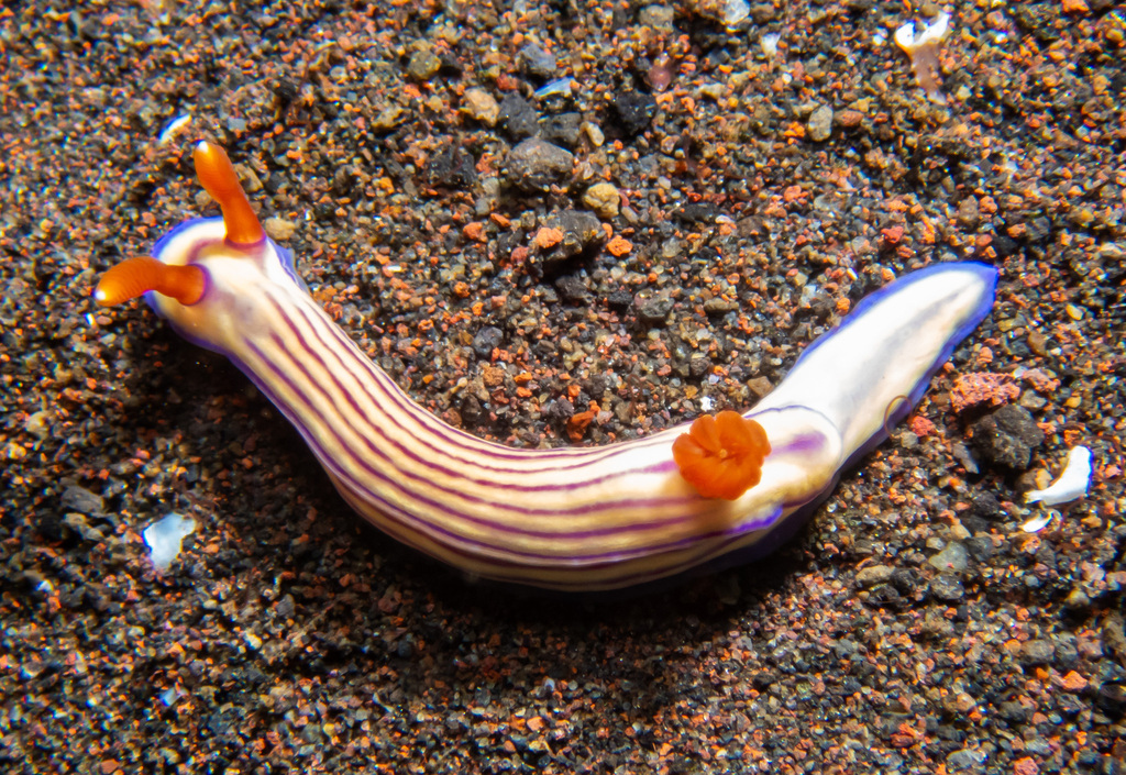 Bumpy Split-tooth Dorid