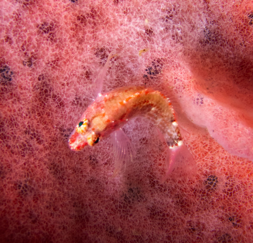 Brownbarred perchlet (Plectranthias nanus) — Serranidae — 4