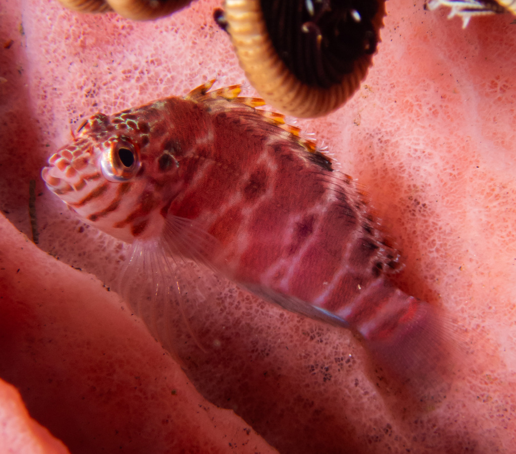 Spotted hawkfish