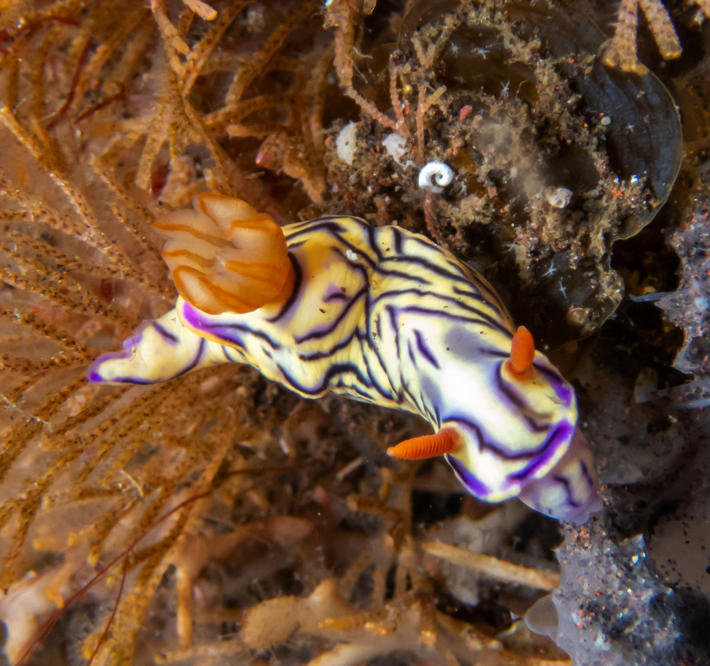 Zephyr Hypselodoris