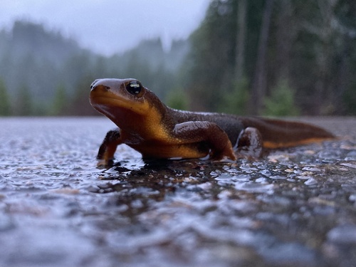 Rough-skinned Newt, S Fork Rd, Alsea, OR, US, photo 7 of 10