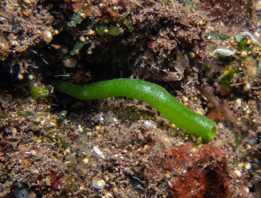 Amphoriscus semoni