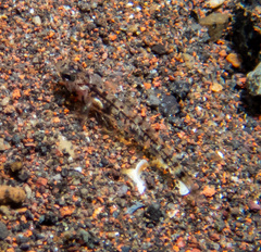 Bali Goby photo 3