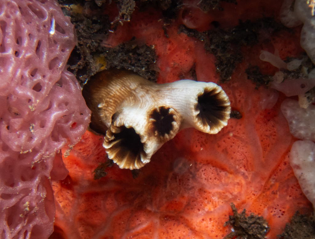 Tubastraea diaphana