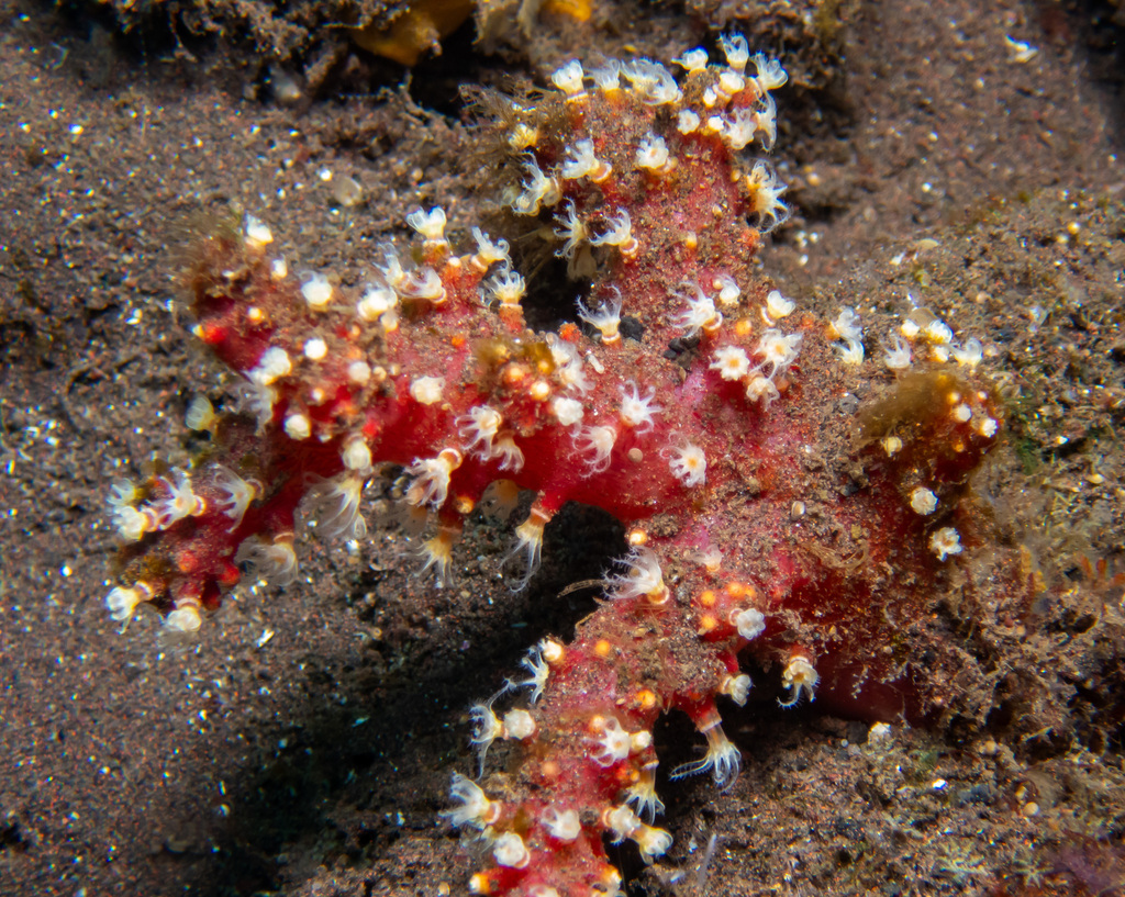 Chili Coral
