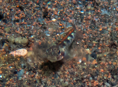 Bali Goby photo 4