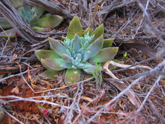 Dudleya abramsii affinis