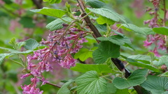 Ribes sanguineum