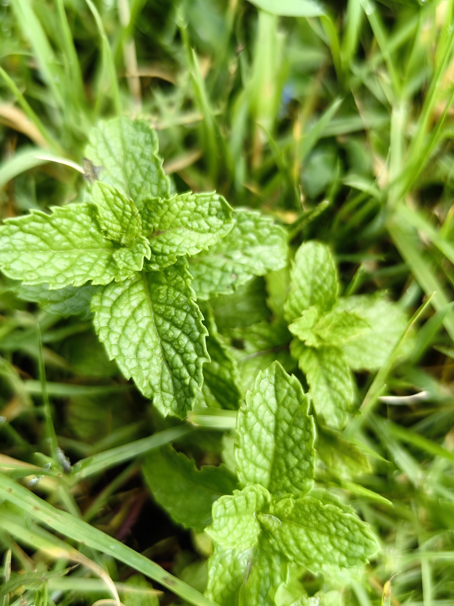 Imagem de Hortelã-verde