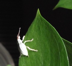 Compsus auricephalus