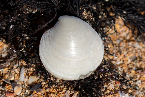Dosinia lupinus (Linnaeus, 1758)