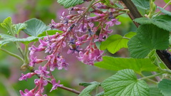 Ribes sanguineum