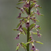 Fringed Midge Orchid - Photo (c) Philip Rae, some rights reserved (CC BY-NC-SA), uploaded by Philip Rae